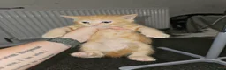 Mixed Breed cats for sale: 4 beautiful kittens left - Advert 4