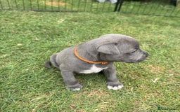 Staffordshire Bull Terrier dogs for sale: ✨ Staffy Bull Terrier Puppies DNA Clear, Healthy ✨ - Image 4