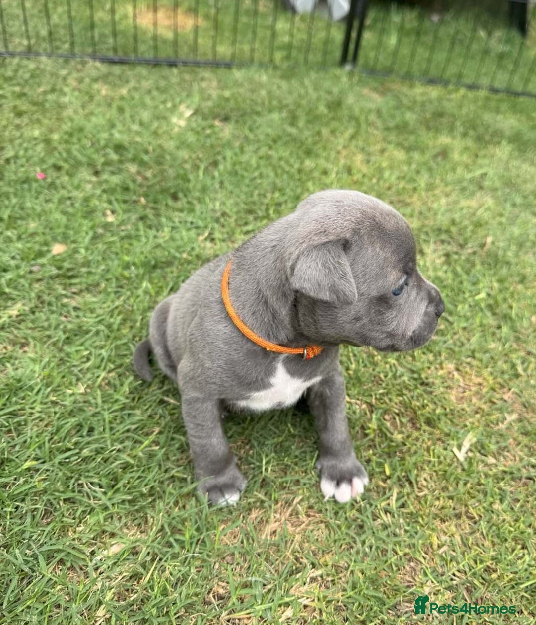 Staffordshire Bull Terrier dogs for sale: ✨ Staffy Bull Terrier Puppies DNA Clear, Healthy ✨ - Image 4