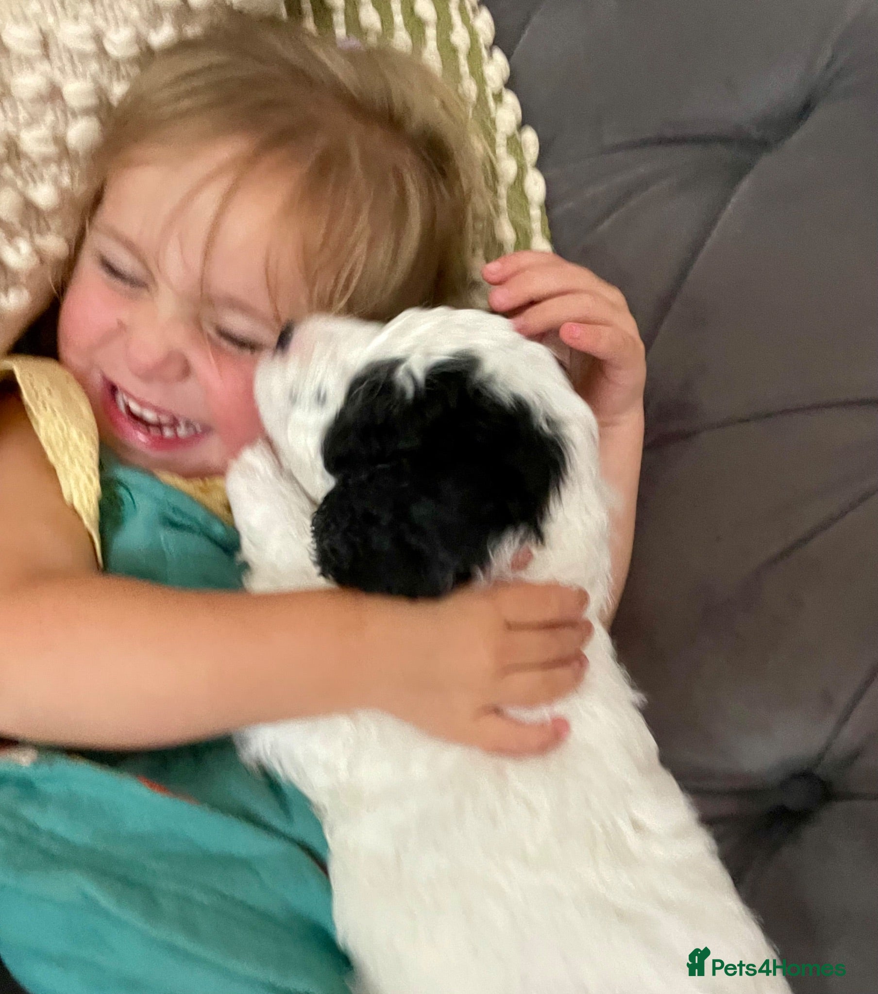 Cockapoo dogs Absolutely Stunning & Unique Cockapoo Pups! - Advert 3