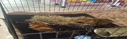 Guinea Pig rodents for sale: Two beautiful Rosette Boys Junior and Sol  - Advert 5