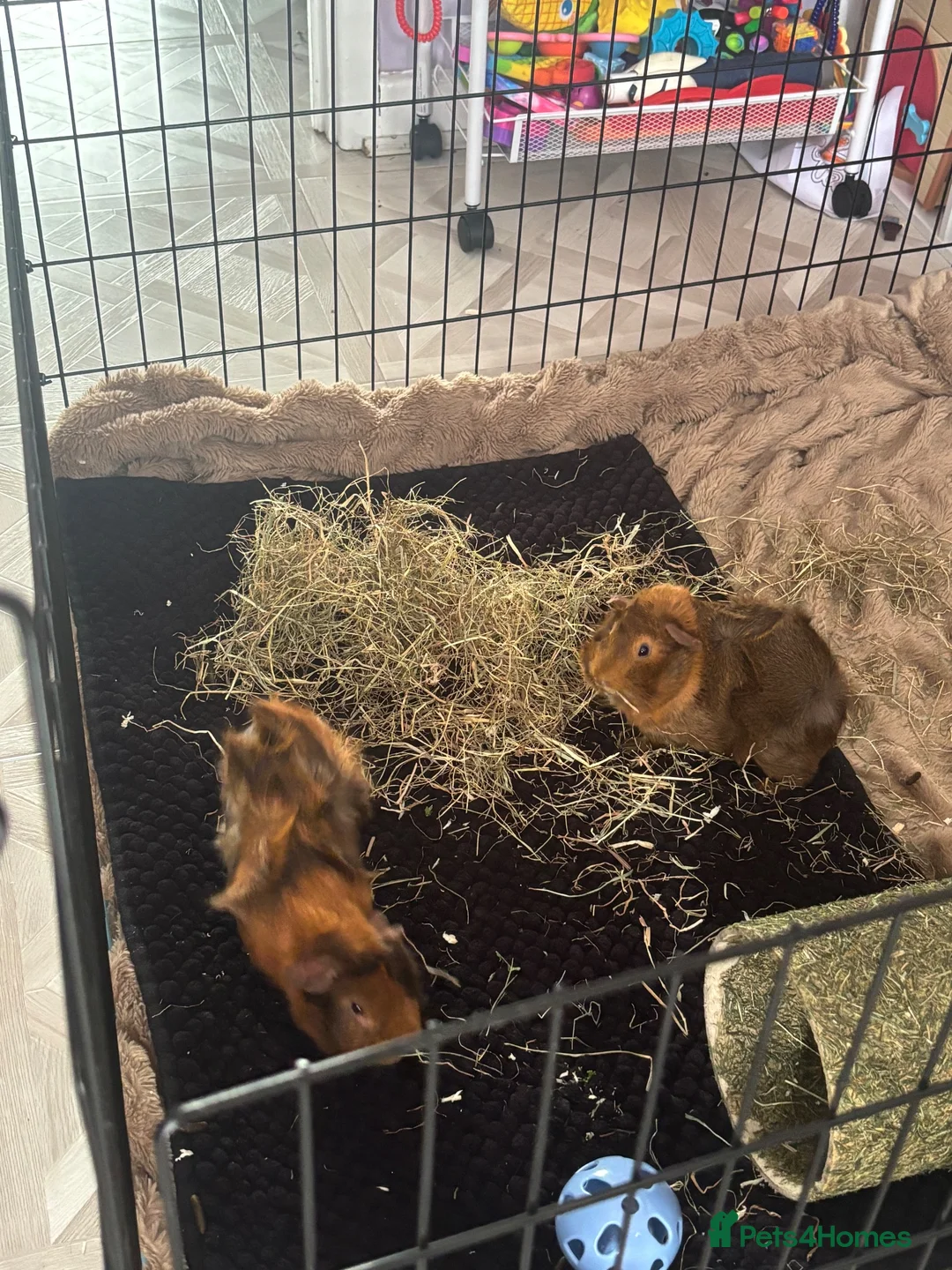 Guinea Pig rodents for sale: Two beautiful Rosette Boys Junior and Sol  - Advert 5
