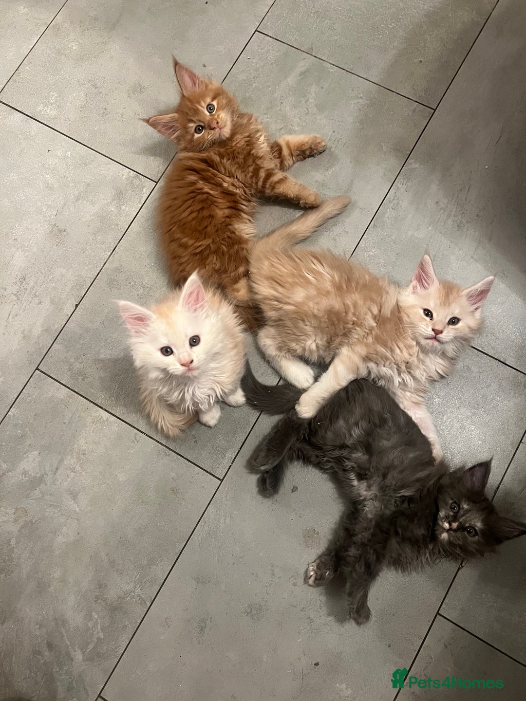 Maine Coon cats for sale: Beautiful Pure Main Coon Kittens - Advert 8
