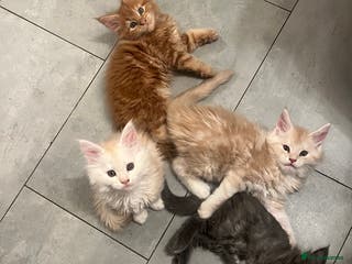 Maine Coon cats Beautiful Pure Main Coon Kittens - Advert 1