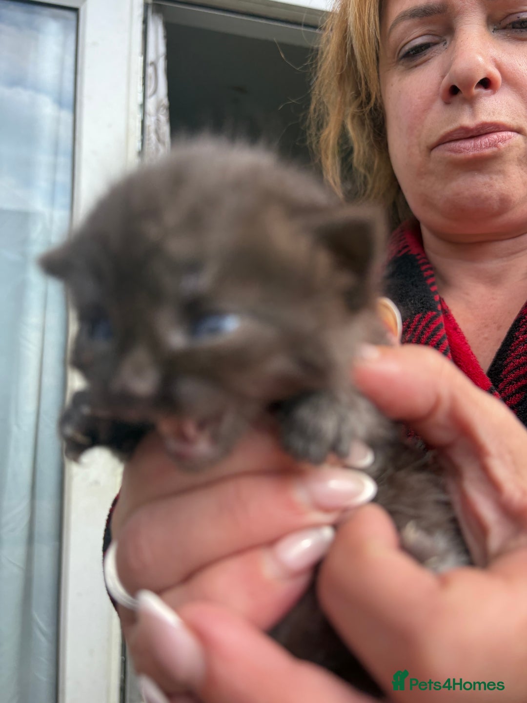 British Shorthair cats for sale: British Shorthair kittens grey/chocolate colours - Image 26