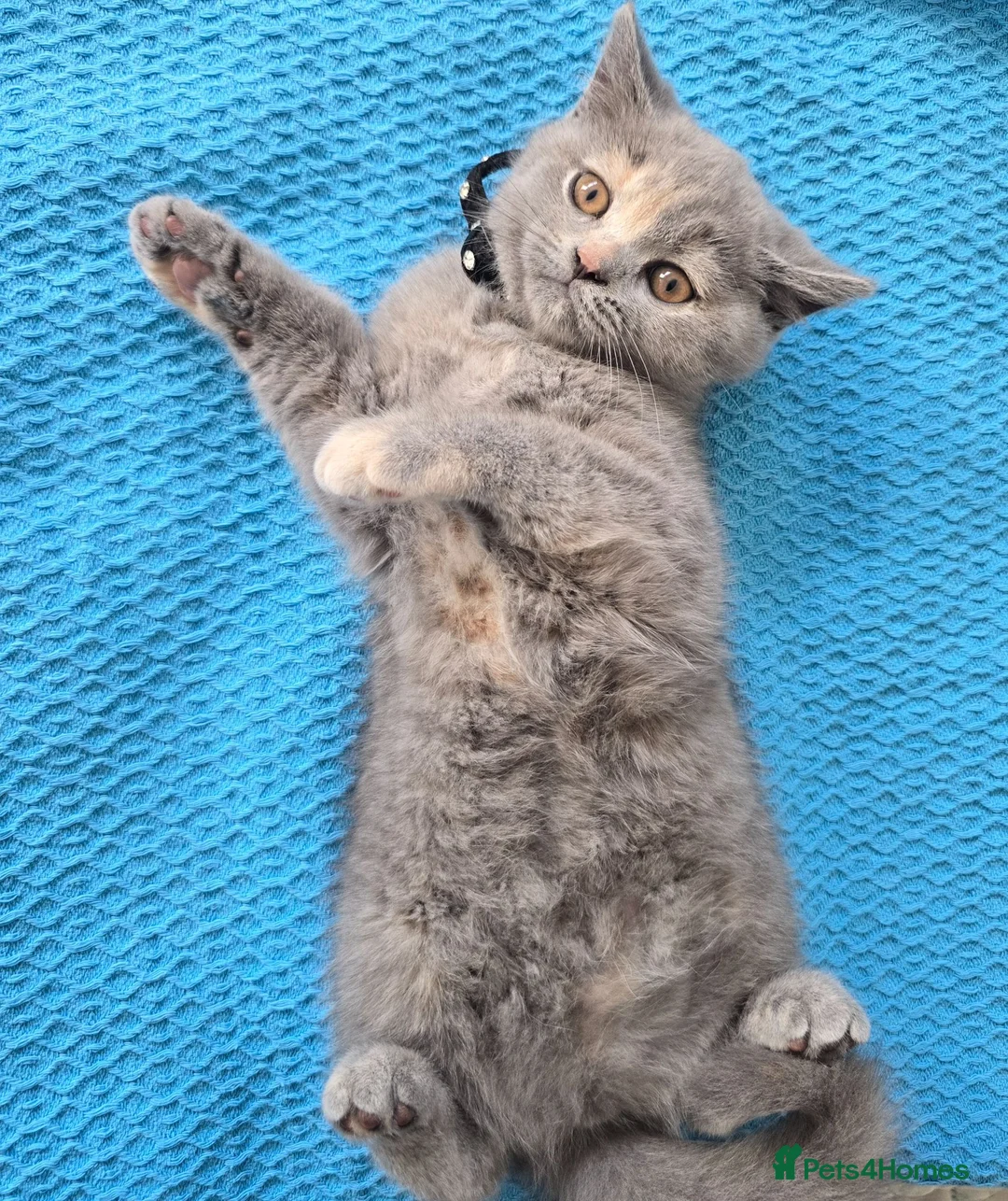 British Shorthair cats for sale: Last female-Champion Title Mum British Shorthair. - Advert 2