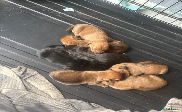 Mixed Breed dogs - Advert 9