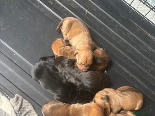 Mixed Breed dogs - Advert 3