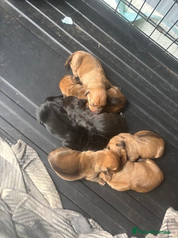 Mixed Breed dogs - Advert 9