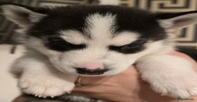 Siberian Husky dogs - Advert 12