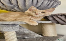 Maine Coon cats for sale: TICA Reg Maine Coon Kittens - Image 11