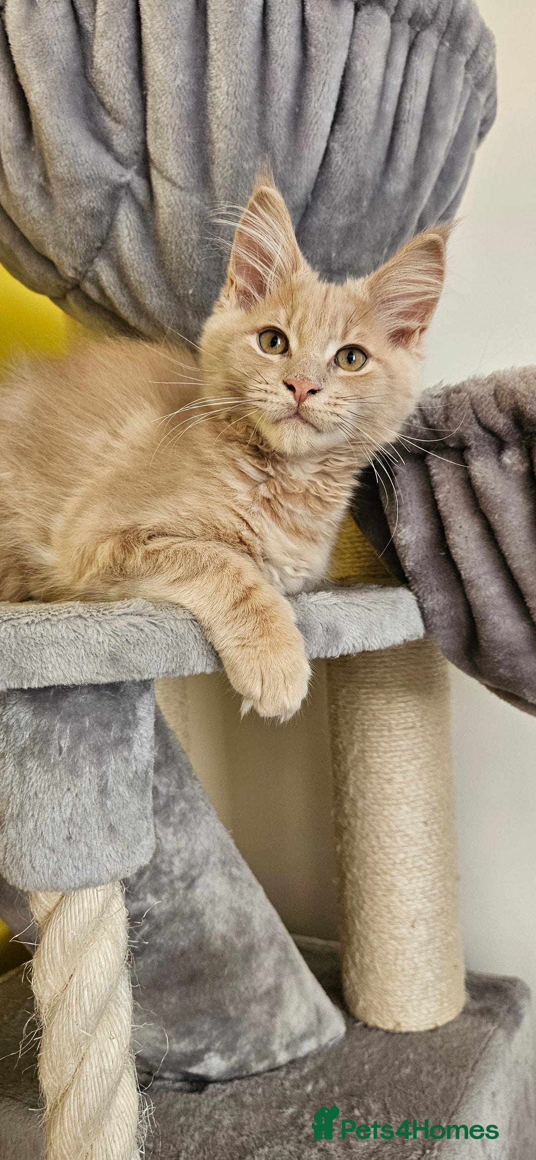 Maine Coon cats for sale: TICA Reg Maine Coon Kittens - Image 11