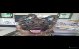 German Longhaired Pointer dogs for sale: German Shepherd Rehoming  - Image 1