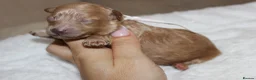 Poochon dogs for sale: F1 Poochon puppies Health Tested parents  - Advert 12