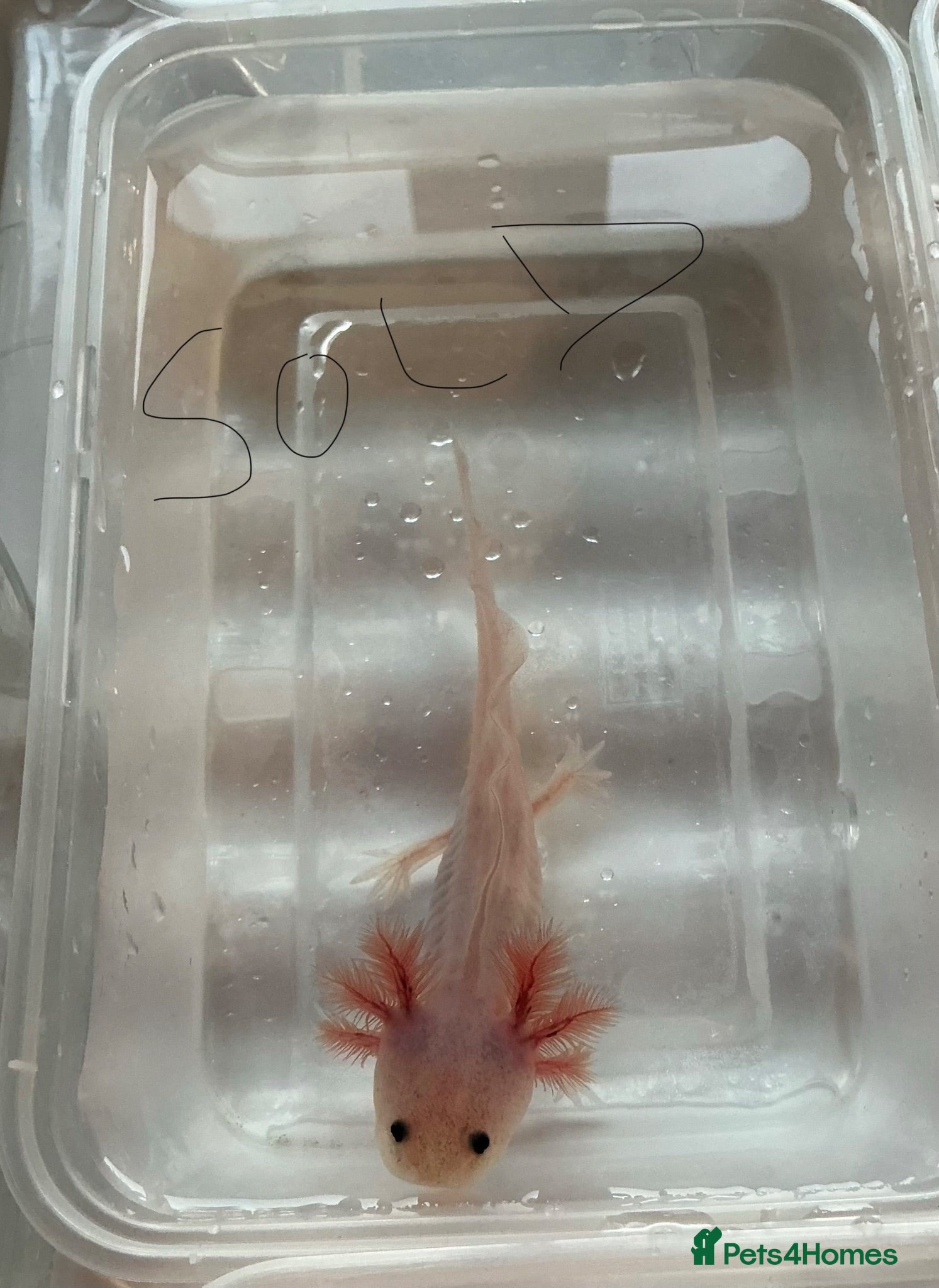 Axolotl reptiles Axolotl Jeuveniles  - Advert 1