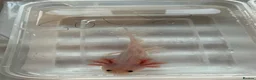 Axolotl reptiles for sale: Axolotl Jeuveniles  - Advert 2
