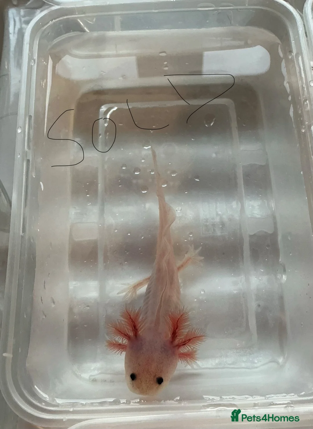 Axolotl reptiles for sale: Axolotl Jeuveniles  - Advert 2