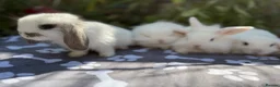 Mini Lop rabbits for sale: X8 baby Mini lop boys  - Advert 14