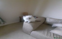 Ragdoll cats for sale: Ragdoll kittens.  - Image 5