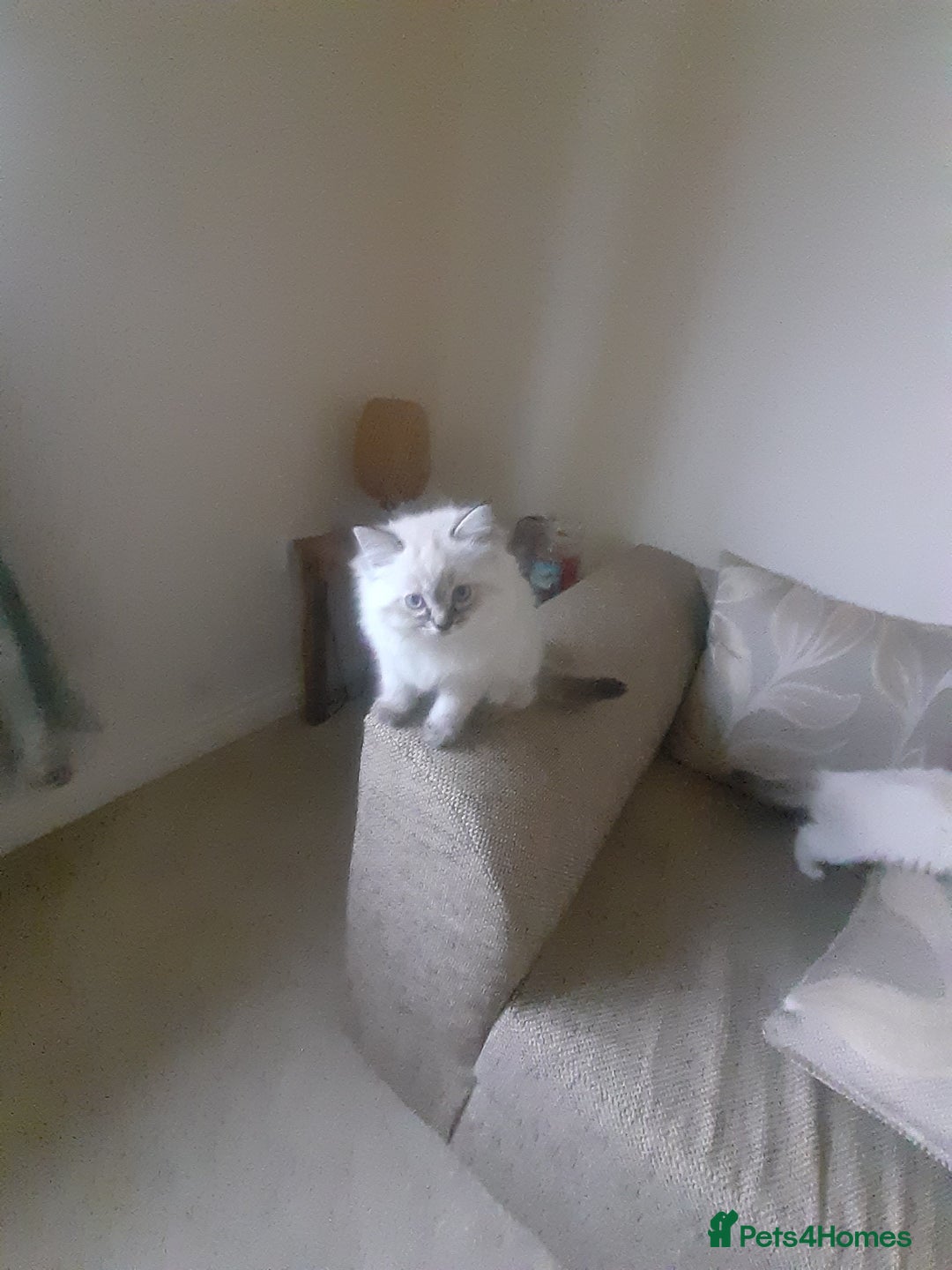 Ragdoll cats for sale: Ragdoll kittens.  - Image 5