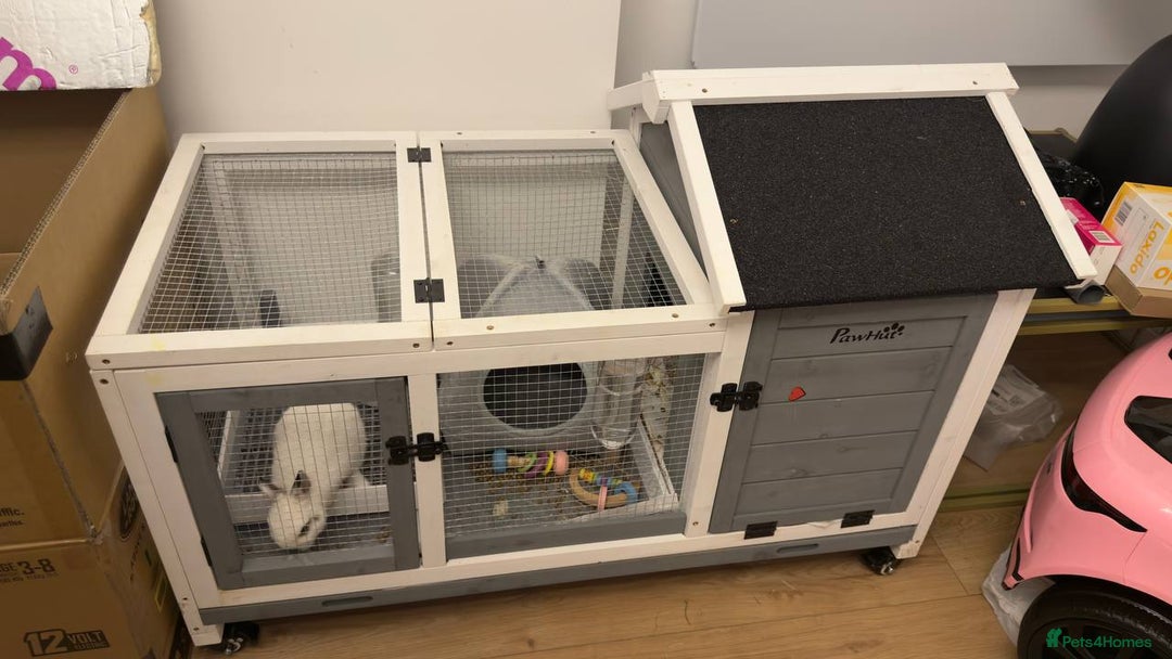 Netherland Dwarf rabbits for sale: Netherland Dwarf rabbit - Image 2