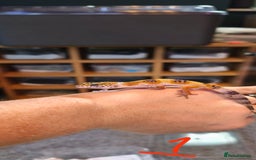 Gecko reptiles for sale: Leopard geckos and pictus geckos - Image 2