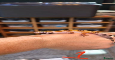 Gecko reptiles - Advert 11