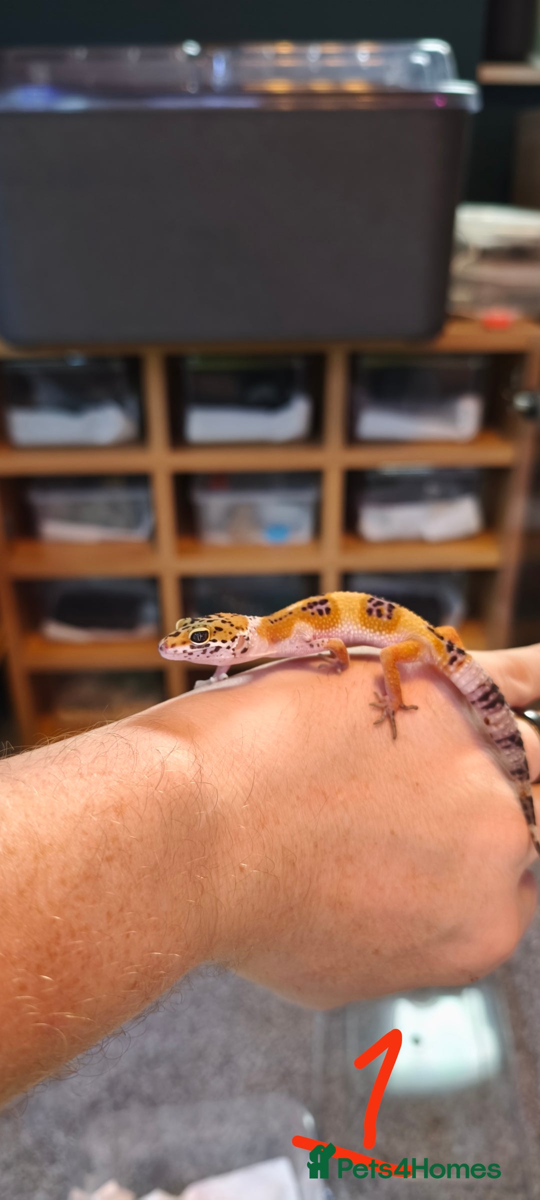 Gecko reptiles for sale: Leopard geckos and pictus geckos - Image 2