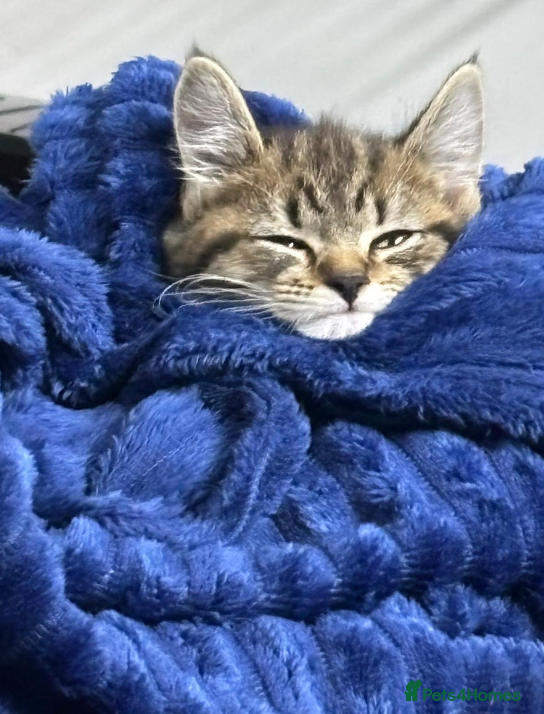 Mixed Breed cats for sale: Mix breed - Advert 2