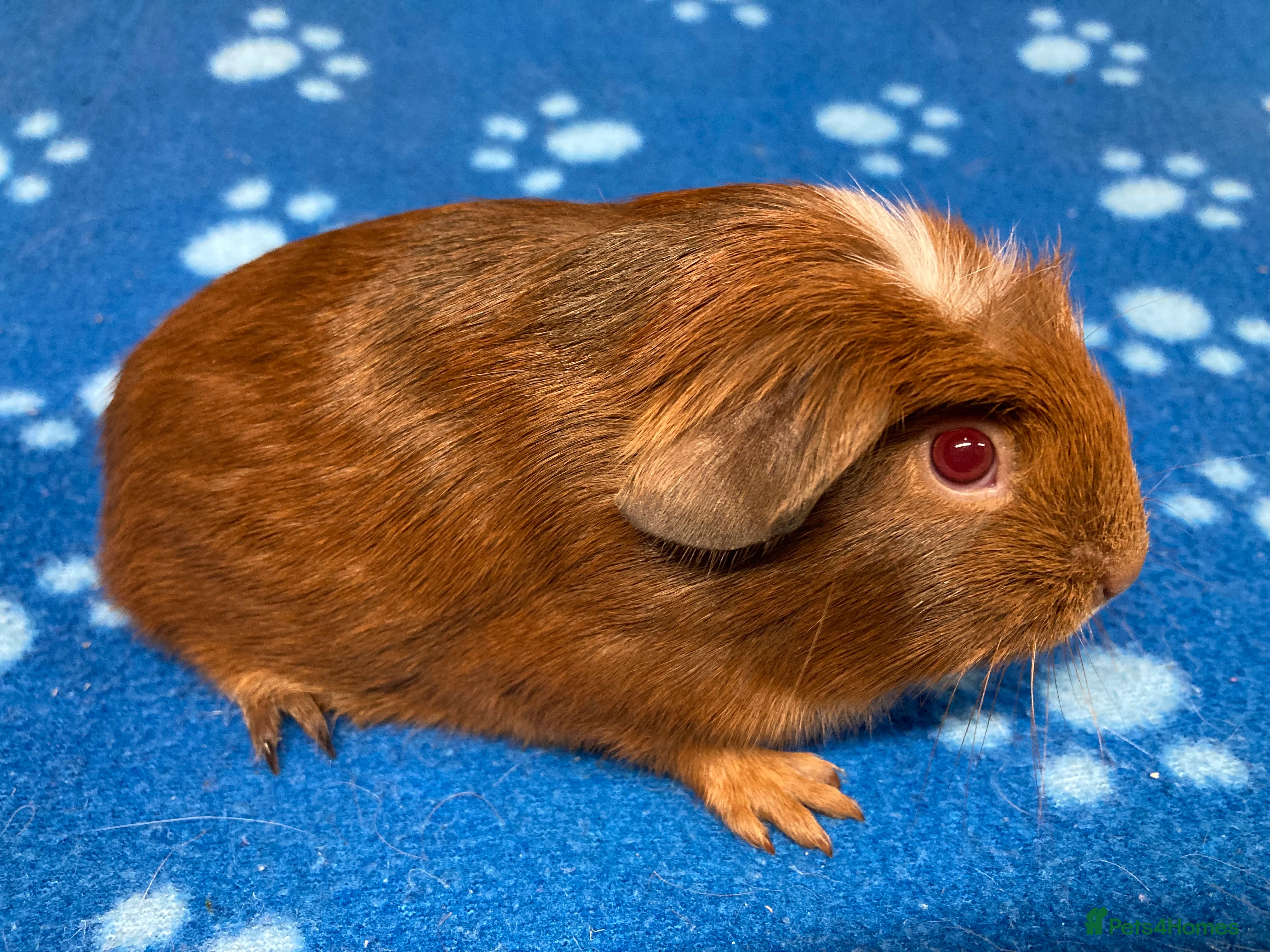 Guinea Pig rodents Baby boars and sows  - Advert 3