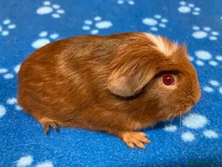 Guinea Pig rodents Baby boars and sows - Advert 3