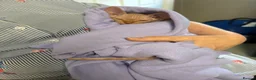 Sphynx cats for sale: Pharoe Sphynx kitten - Advert 1