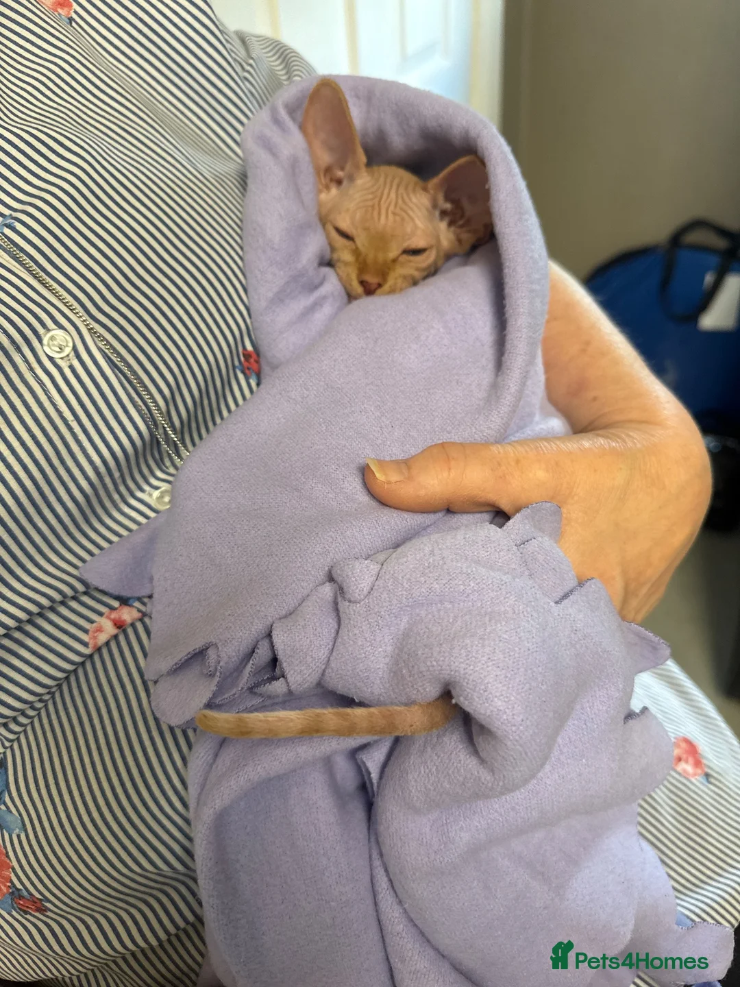 Sphynx cats for sale: Pharoe Sphynx kitten - Advert 1