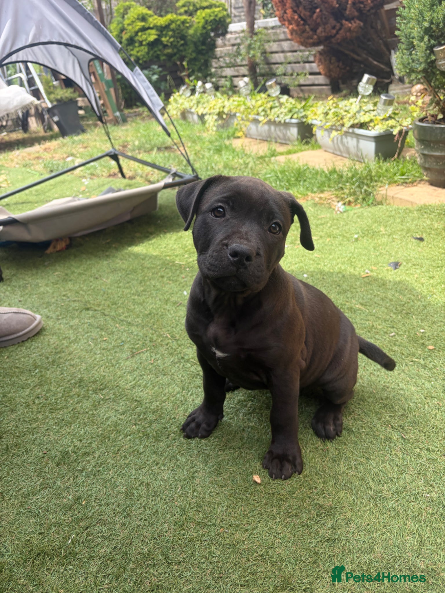 Staffordshire Bull Terrier dogs Very nice puppy  - Advert 2