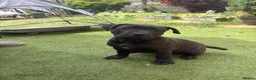 Staffordshire Bull Terrier dogs for sale: Very nice puppy  - Advert 2