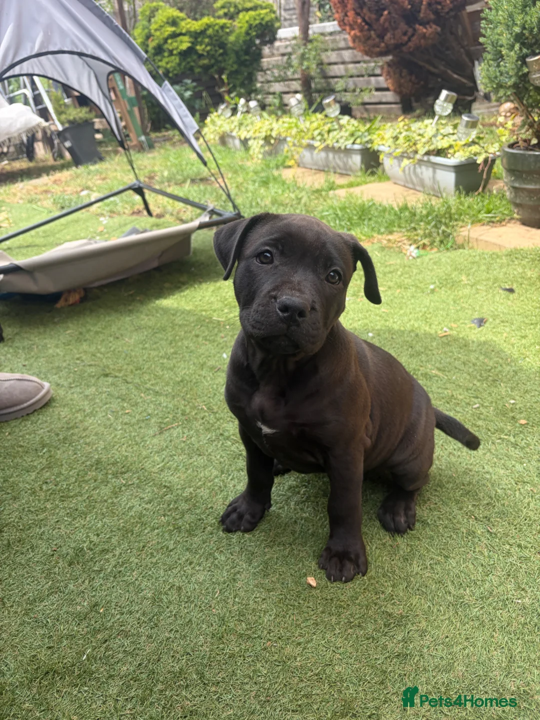 Staffordshire Bull Terrier dogs for sale: Very nice puppy  - Advert 2