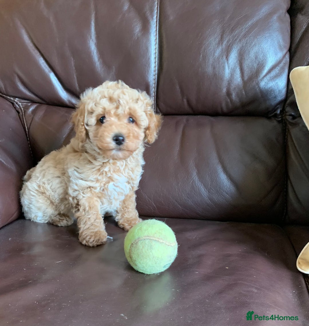 Poochon dogs for sale: Outstanding Poochon puppies - Advert 7
