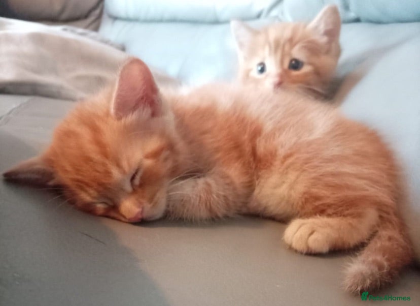 Mixed Breed cats 2 Beautiful Ginger Mixed Breed Kittens  - Advert 1