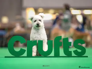 Hungarian Pumi dogs 3Pumi Looking for Loving home - price for all - Advert 3