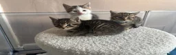 Bengal cats for sale: Bengal X kittens - Advert 11