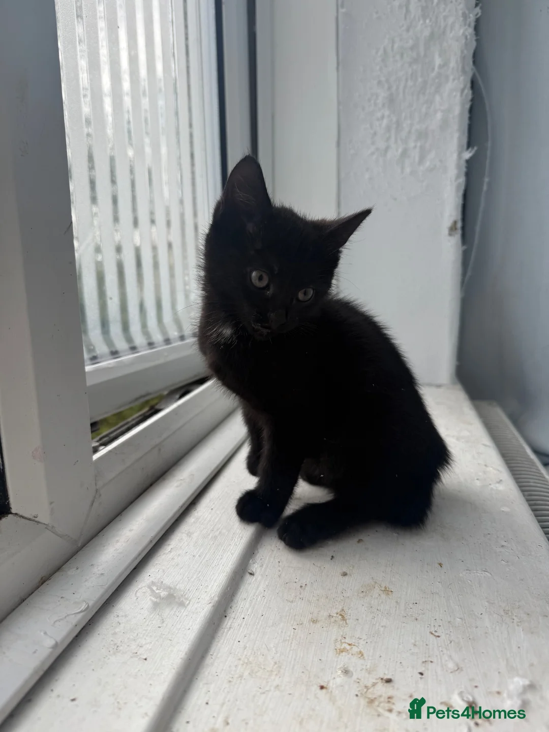 Mixed Breed cats for sale: 2 sisters due to go  in Blackpool - Advert 3