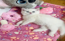 British Longhair cats for sale: 5 Beautiful blue eyed British Shorthair in London - Image 17