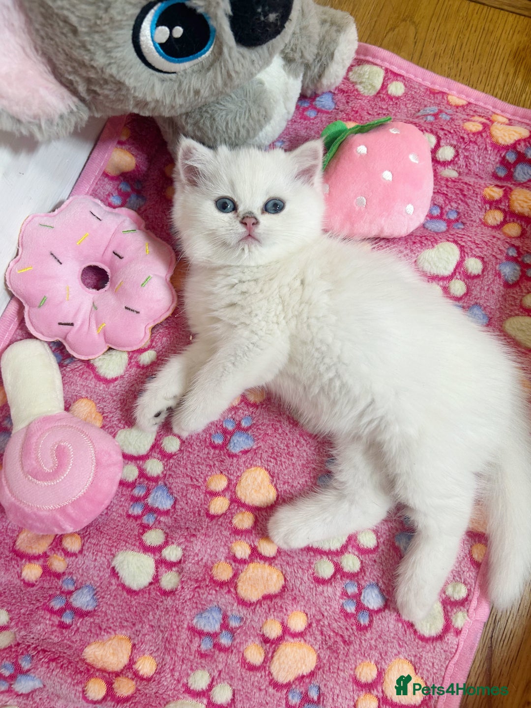 British Longhair cats for sale: 5 Beautiful blue eyed British Shorthair in London - Image 17