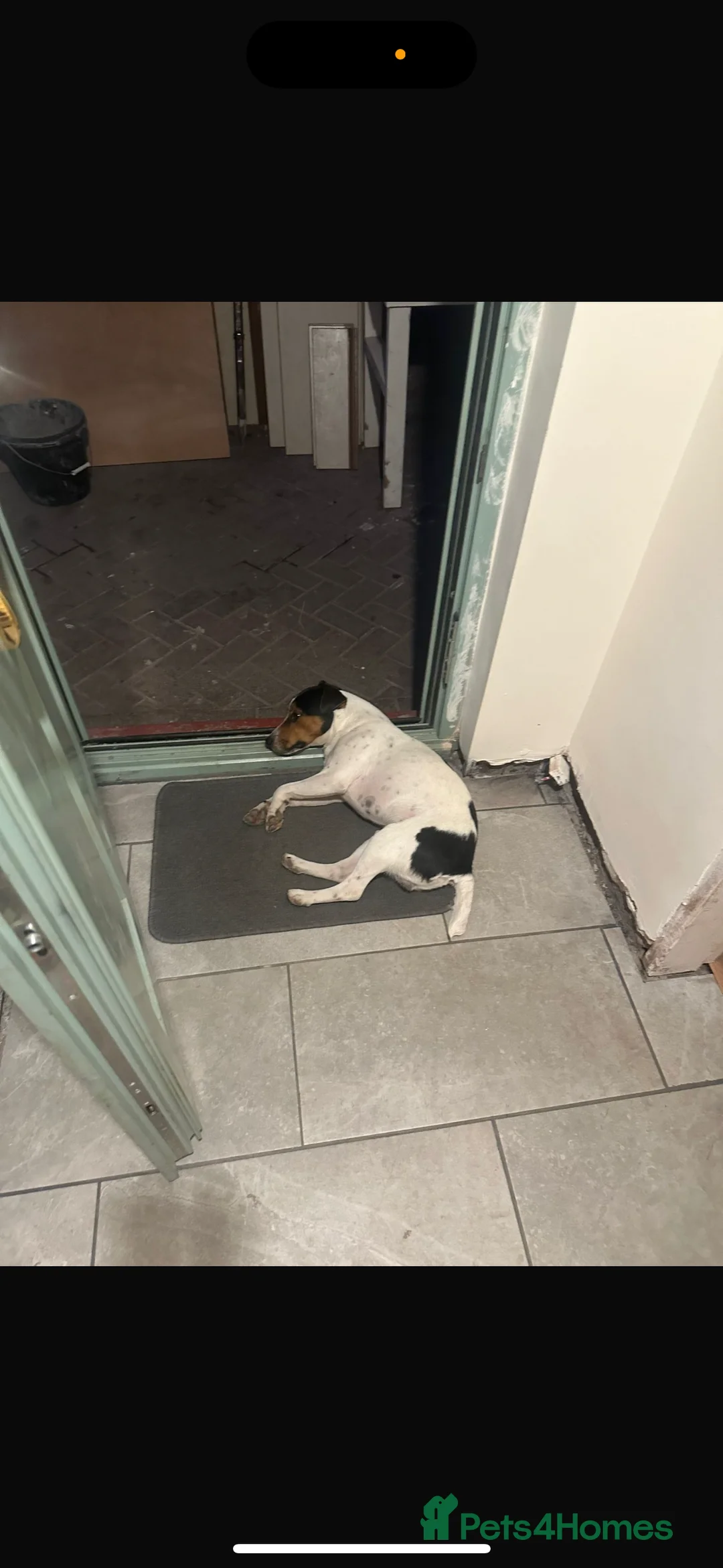 Jack Russell dogs for sale: Jack Russell Terrier - Advert 2