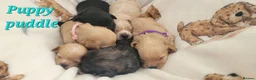 Cavapoo dogs for sale: F2 Cavapoo puppies in Forfar - Advert 3