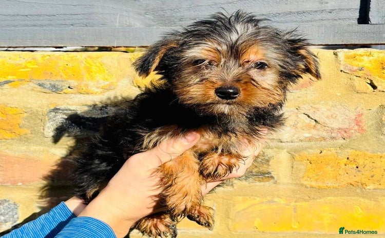 Yorkshire Terrier dogs - Advert 1