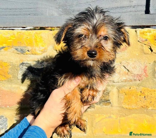 Yorkshire Terrier dogs - Advert 1