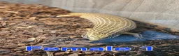 Skink reptiles for sale: Group of Three Oscellated Skinks - Advert 9