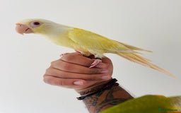 Conures birds for sale: Hand reared conures for sale  - Image 11