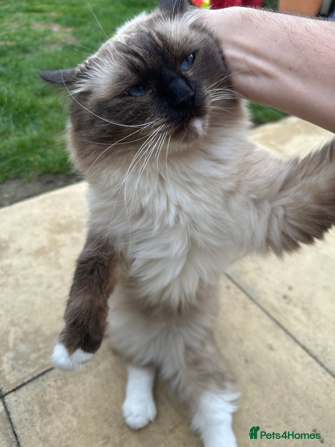 Ragdoll cats for sale: 🐾 Loving 21-Month-Old Male Seal Mitted Ragdoll 🐾 - Image 12